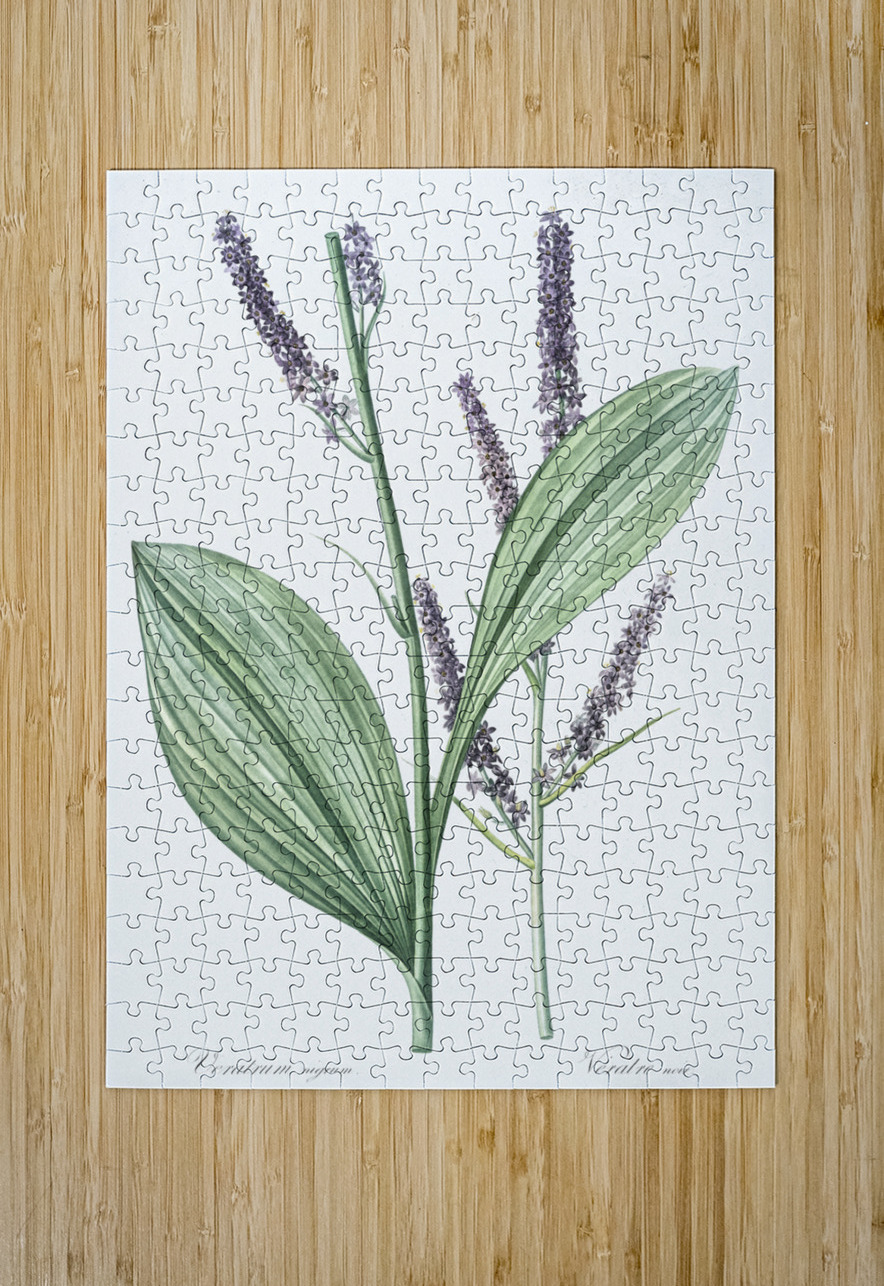 Black false hellebore illustration  IStockHistory com Puzzle printing