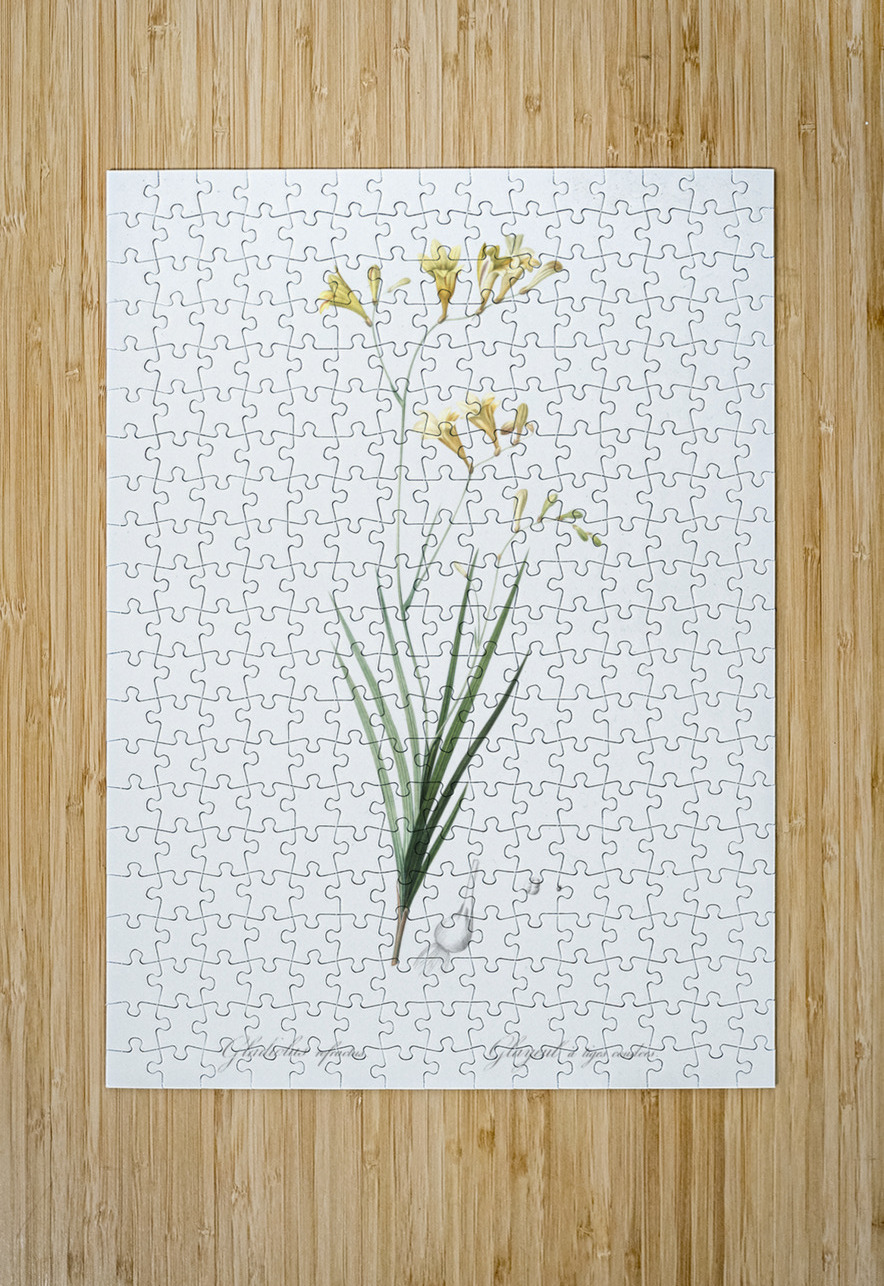 Freesia illustration  IStockHistory com Puzzle printing