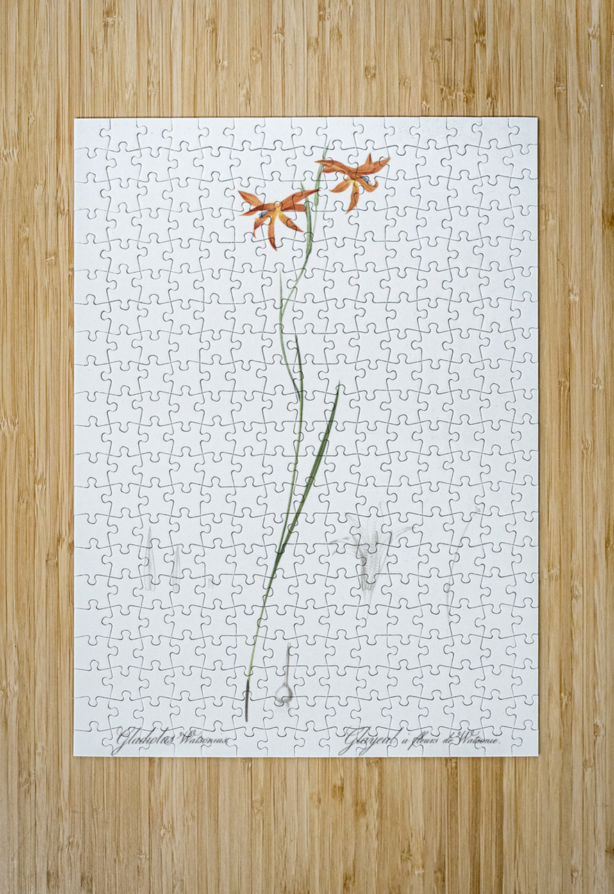 Gladiolus watsonius illustration  IStockHistory com Puzzle printing
