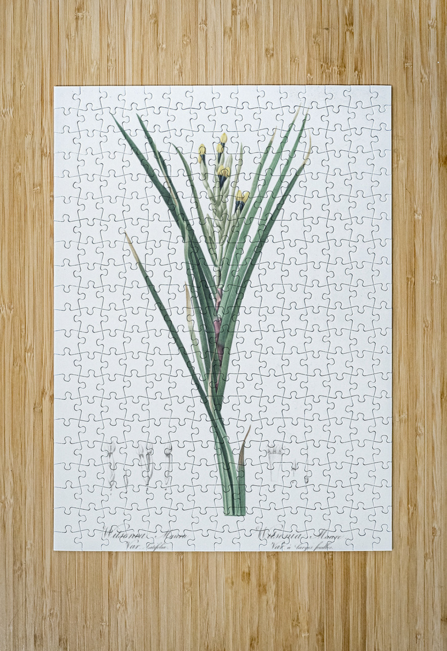 Bokmakierie & tail illustration  IStockHistory com Puzzle printing