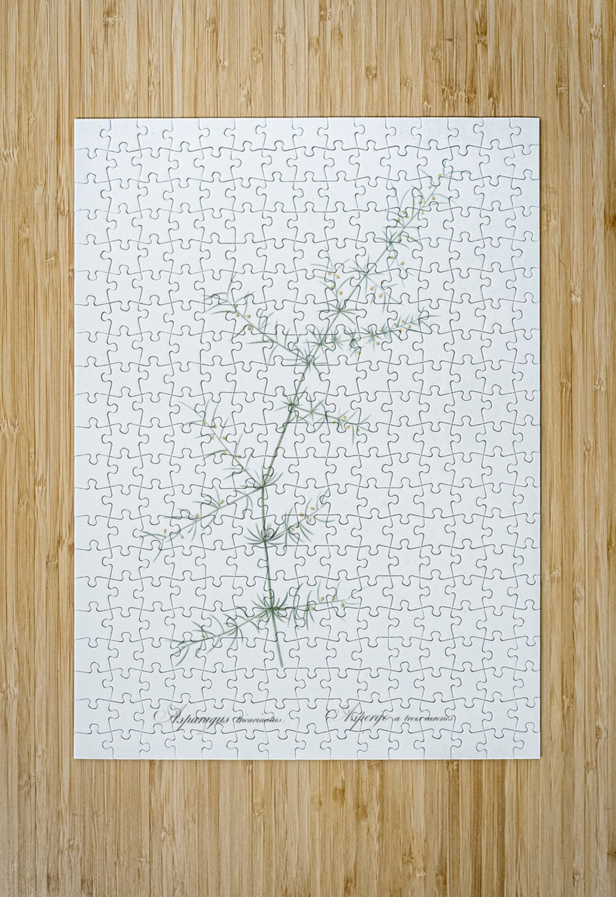 Climbing asparagus illustration  IStockHistory com Puzzle printing