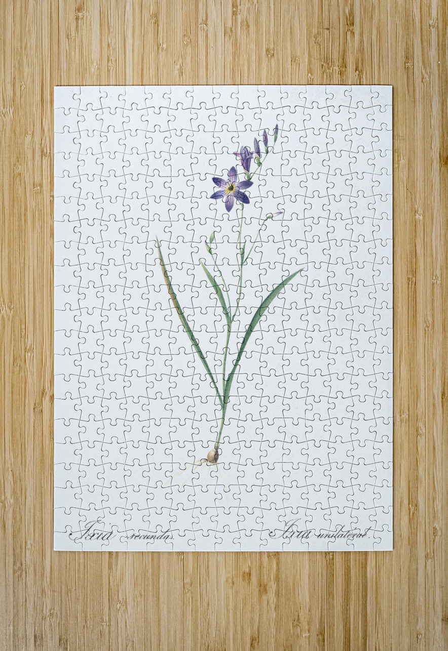 Ixia secunda illustration  IStockHistory com Puzzle printing