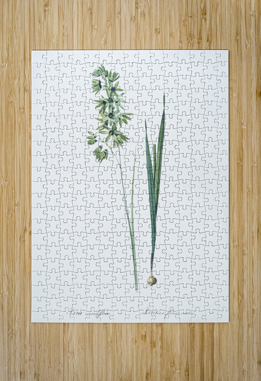 Turquoise ixia illustration  IStockHistory com Puzzle printing