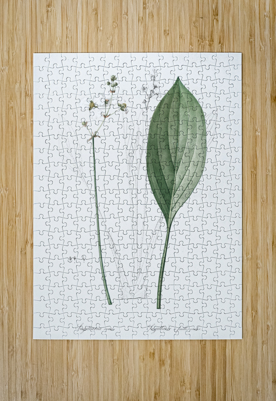 Bulltongue arrowhead illustration  IStockHistory com Puzzle printing