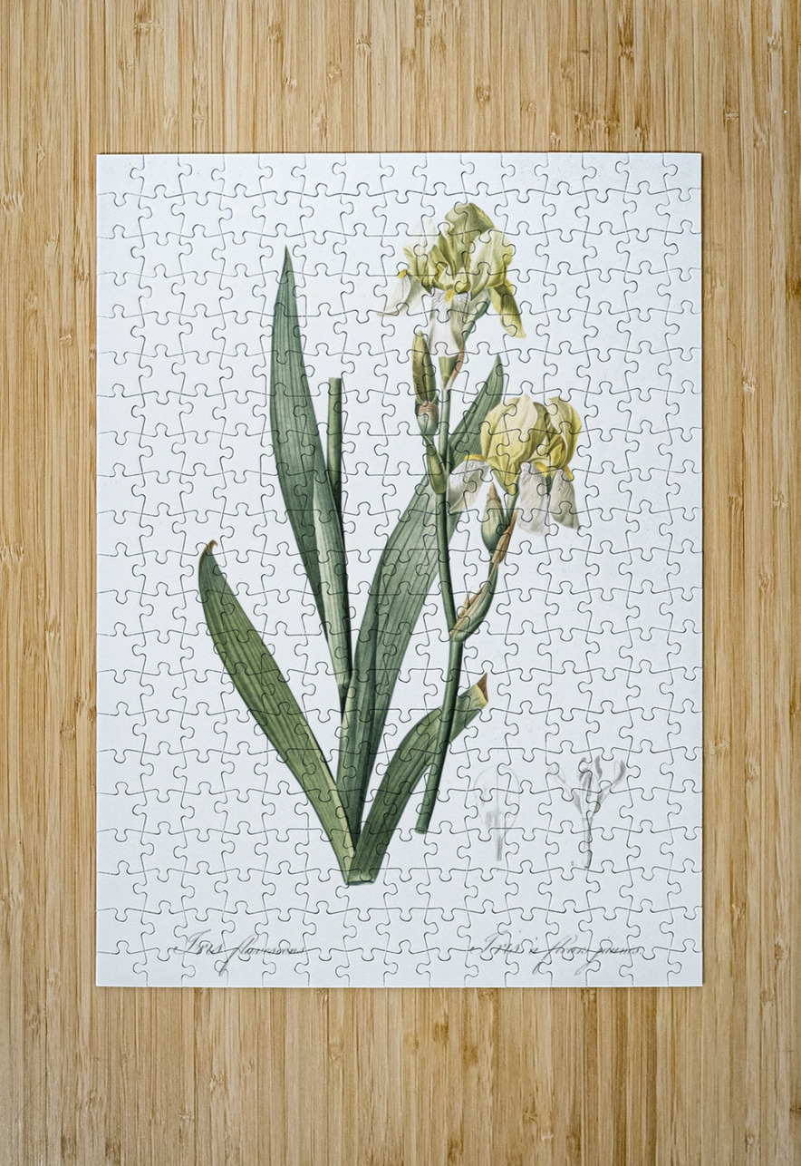 Lemonyellow iris illustration  IStockHistory com Puzzle printing