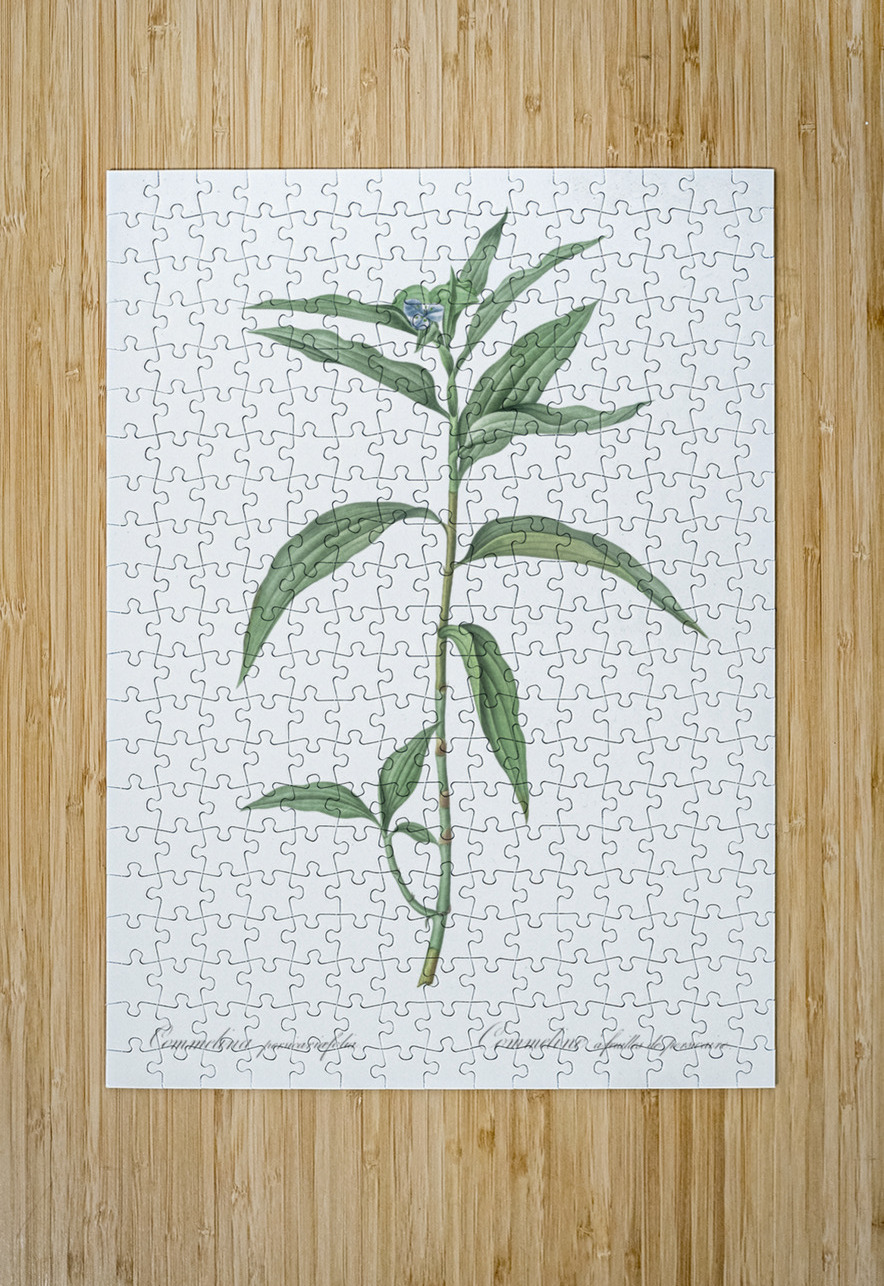 Dayflower illustration  IStockHistory com Puzzle printing