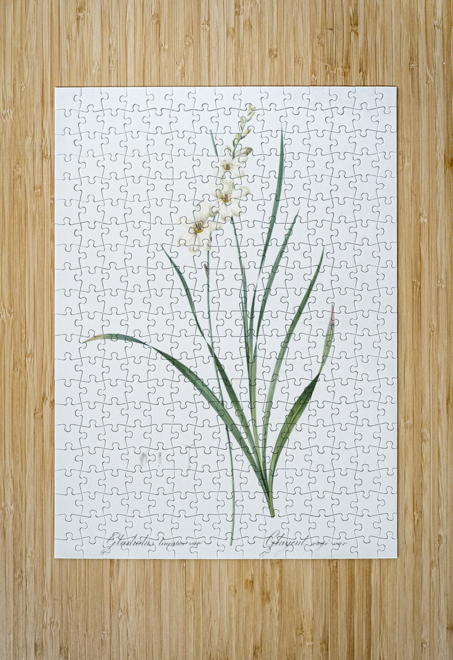 Gladiolus lineatus illustration  IStockHistory com Puzzle printing