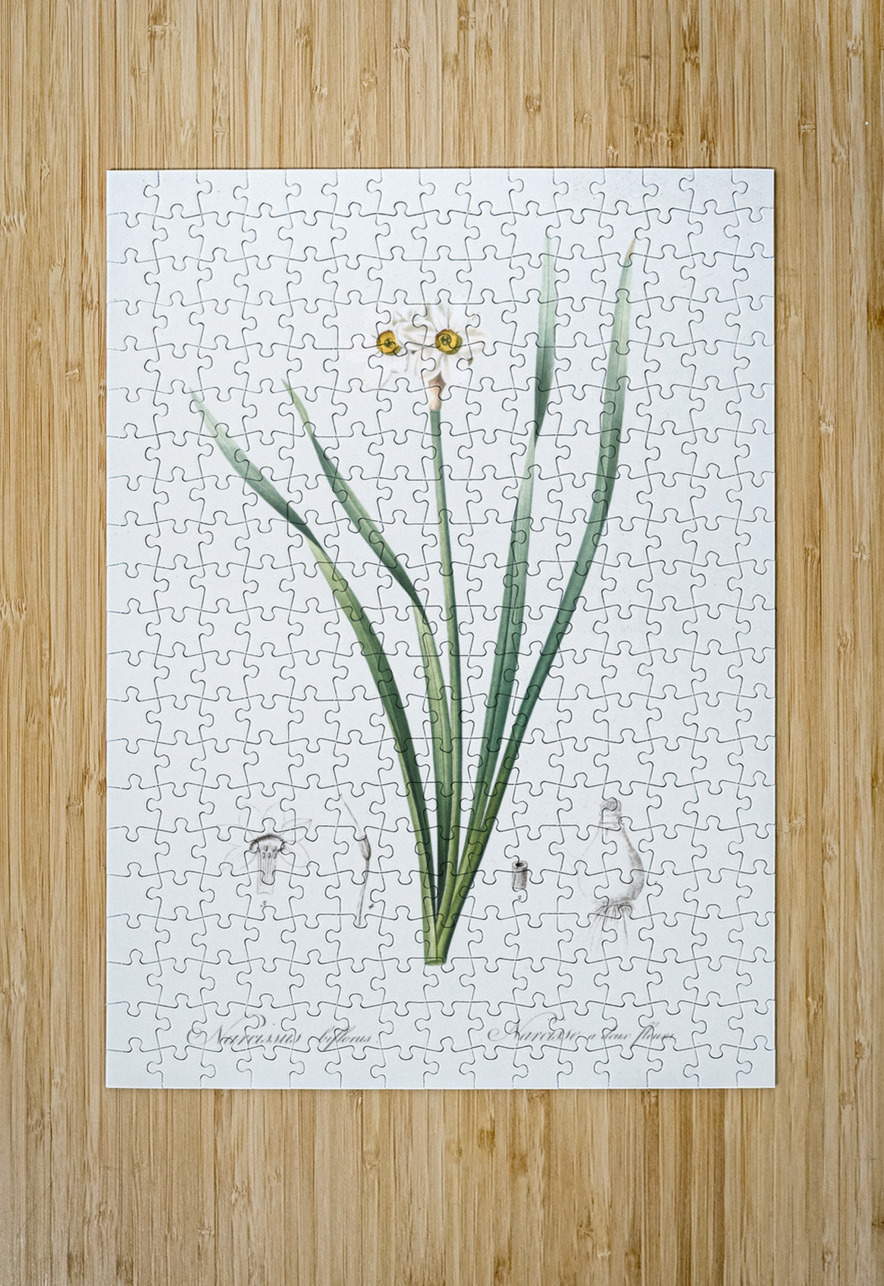 Sea asparagus illustration  IStockHistory com Puzzle printing