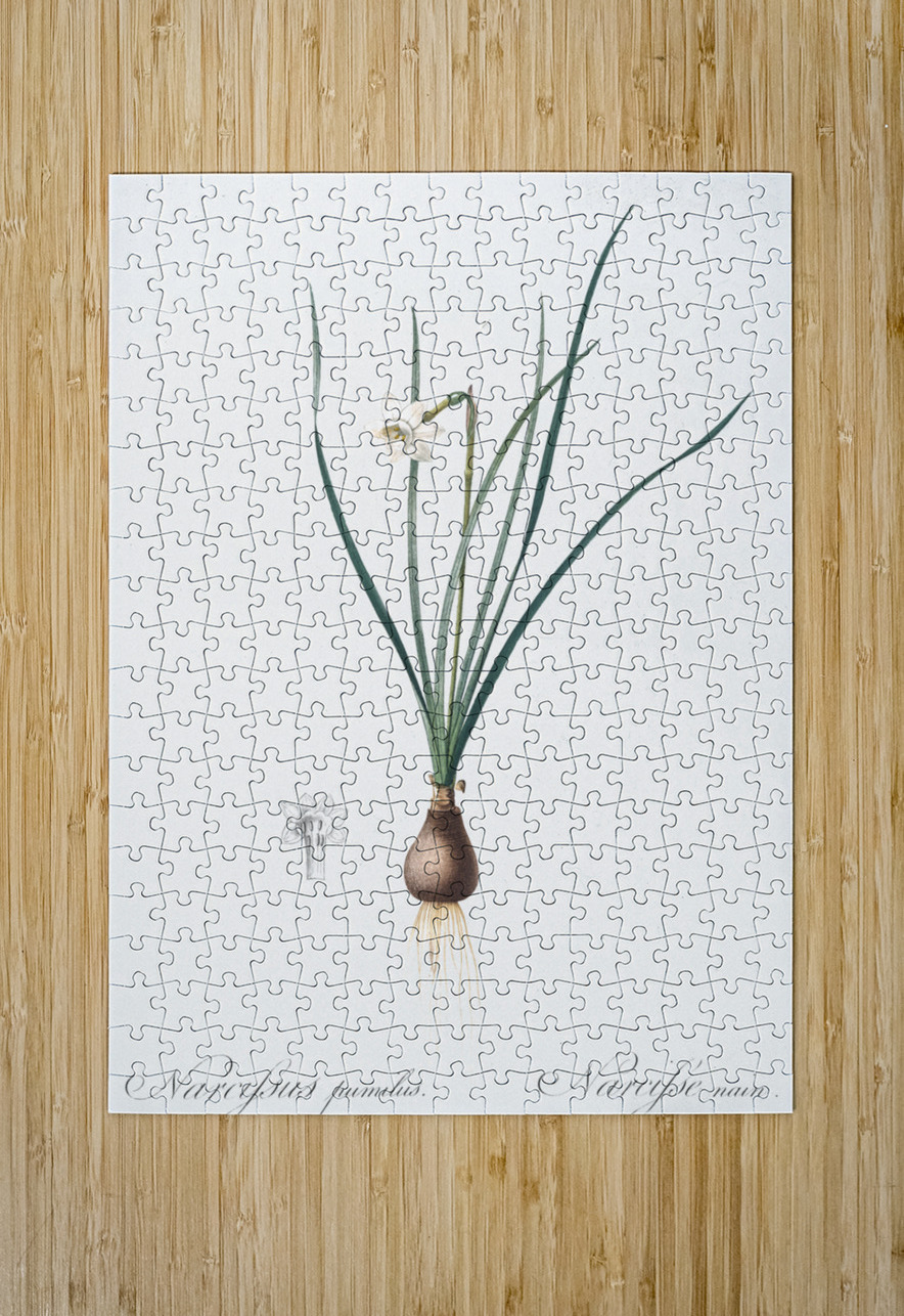 Daffodils illustration  IStockHistory com Puzzle printing