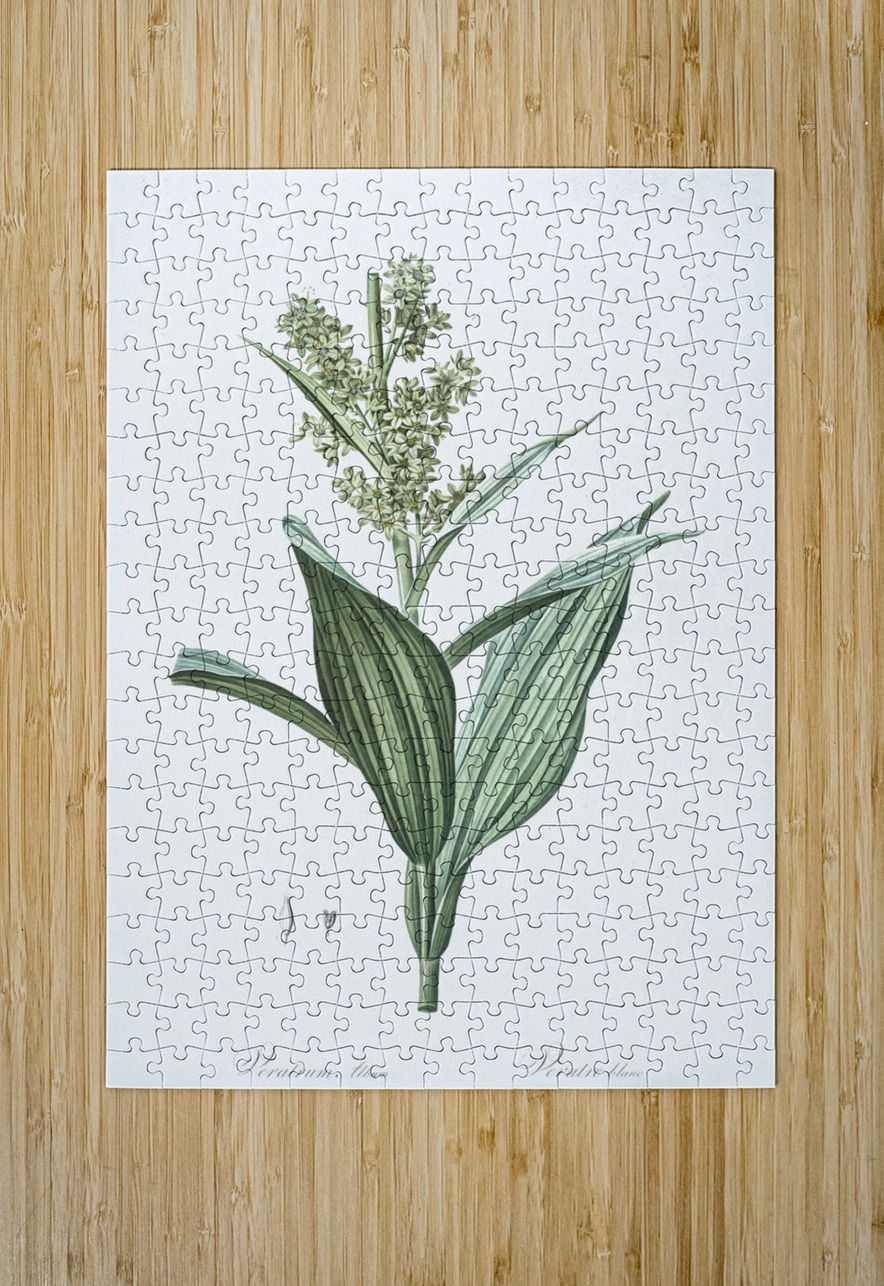 False helleborine illustration  IStockHistory com Puzzle printing