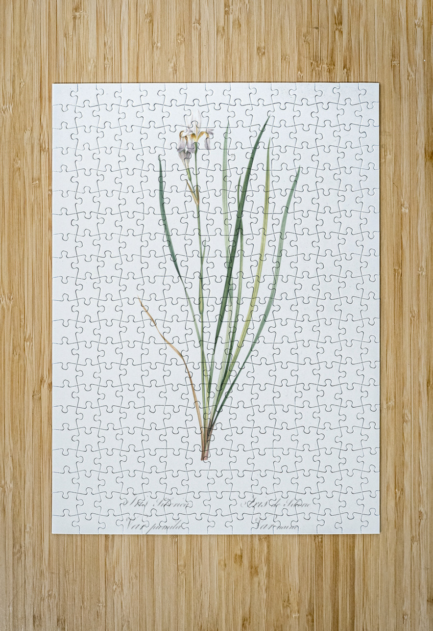 Netted-veined amaryllis illustration  IStockHistory com Puzzle printing