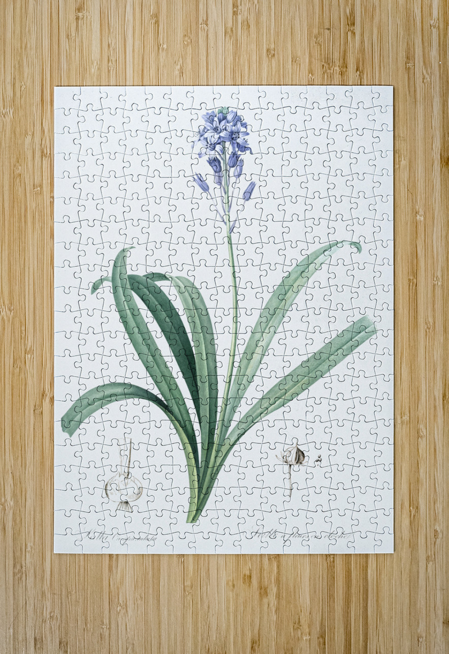 Netted-veined amaryllis illustration  IStockHistory com Puzzle printing