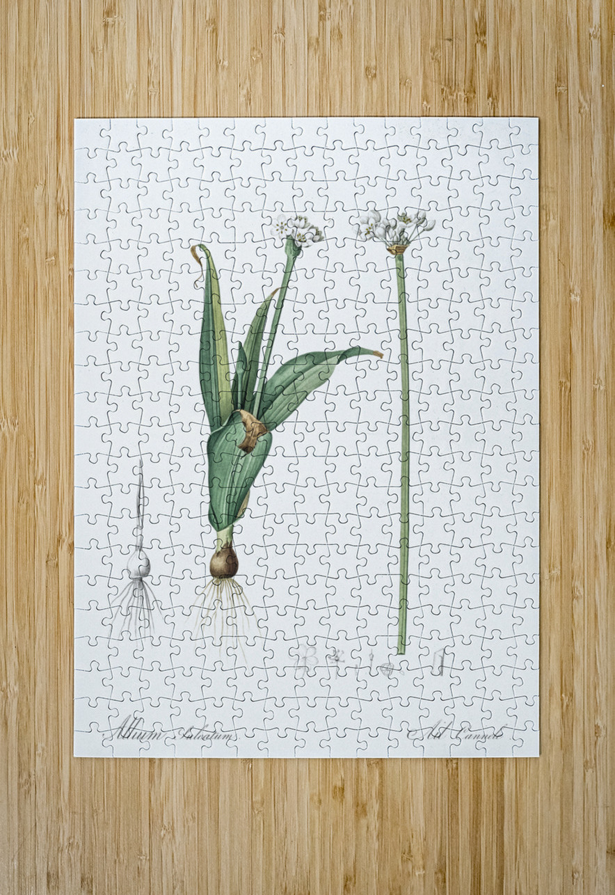 Ornamental onion illustration  IStockHistory com Puzzle printing