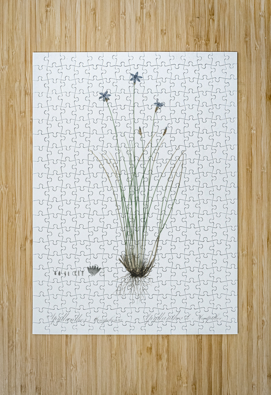 Aphyllanthes monspeliensis illustration  IStockHistory com Puzzle printing