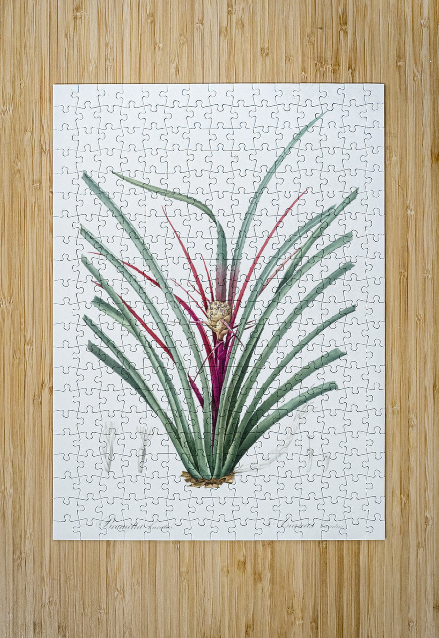 Ornamental onion illustration  IStockHistory com Puzzle printing