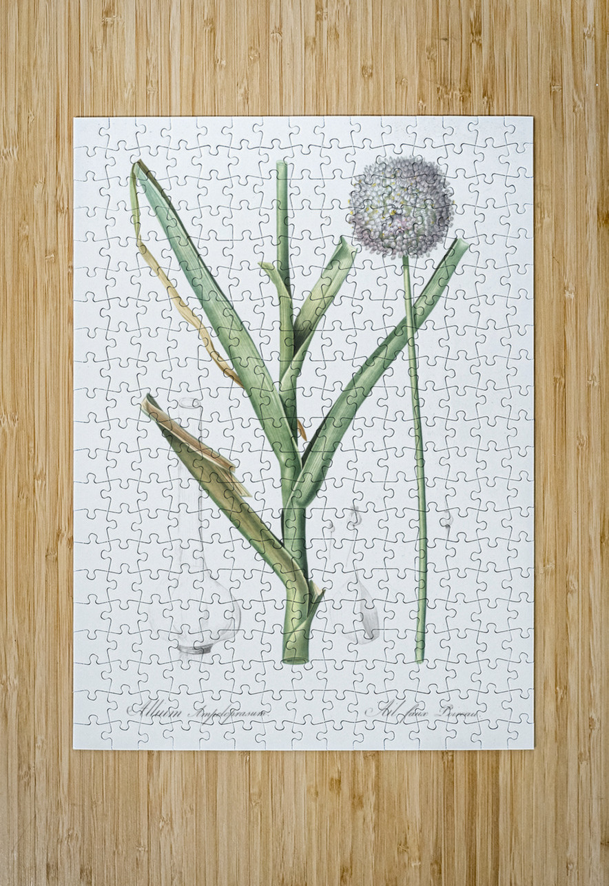 Broadleaf wild leek illustration  IStockHistory com Puzzle printing