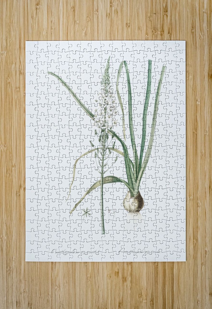Star-of-Bethlehem illustration  IStockHistory com Puzzle printing