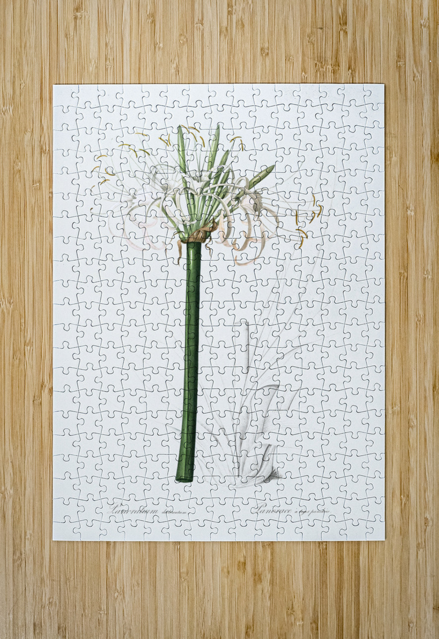 Broadleaf wild leek illustration  IStockHistory com Puzzle printing