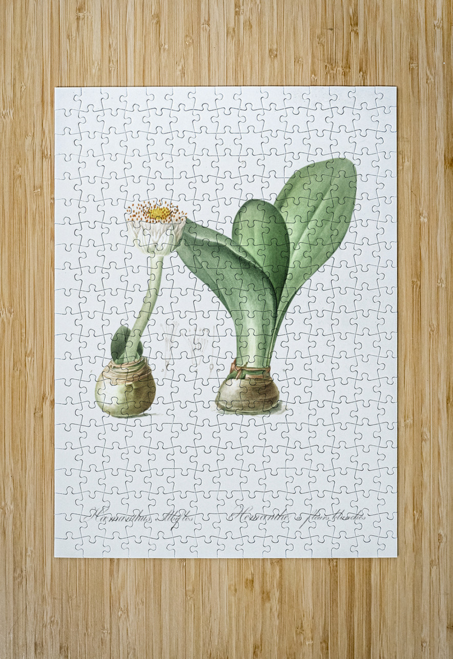 African flag illustration  IStockHistory com Puzzle printing