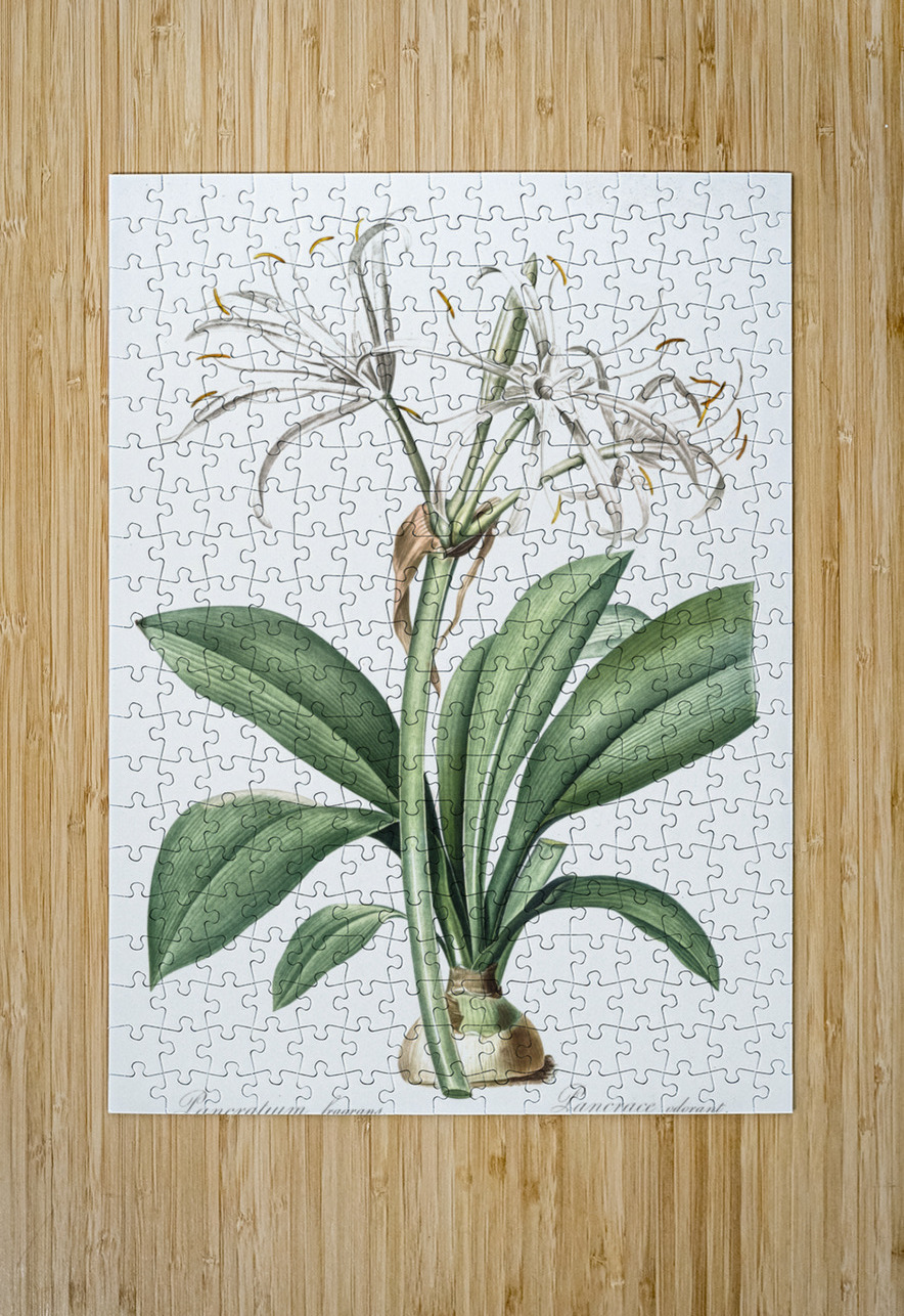 Spider lily illustration  IStockHistory com Puzzle printing