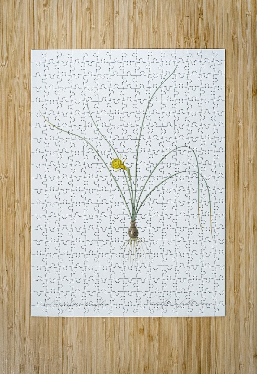 Petticoat daffodil illustration  IStockHistory com Puzzle printing