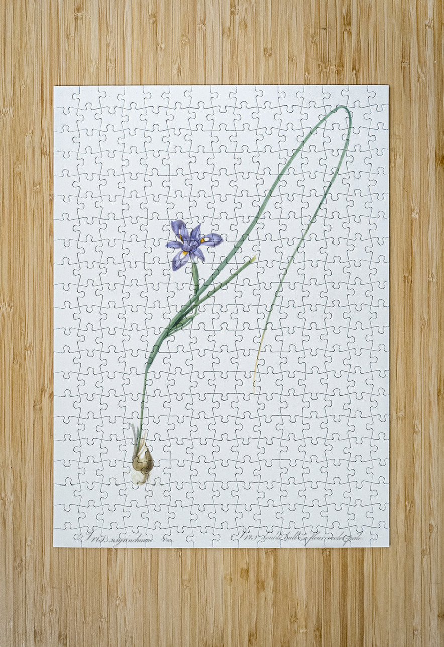 Barbary nut illustration  IStockHistory com Puzzle printing