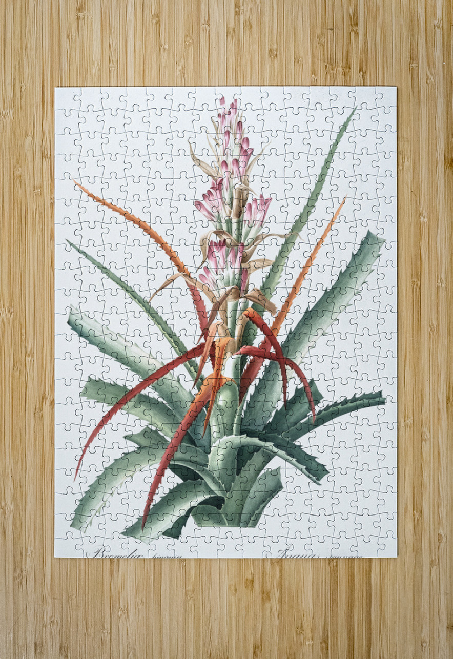 Barbary nut illustration  IStockHistory com Puzzle printing