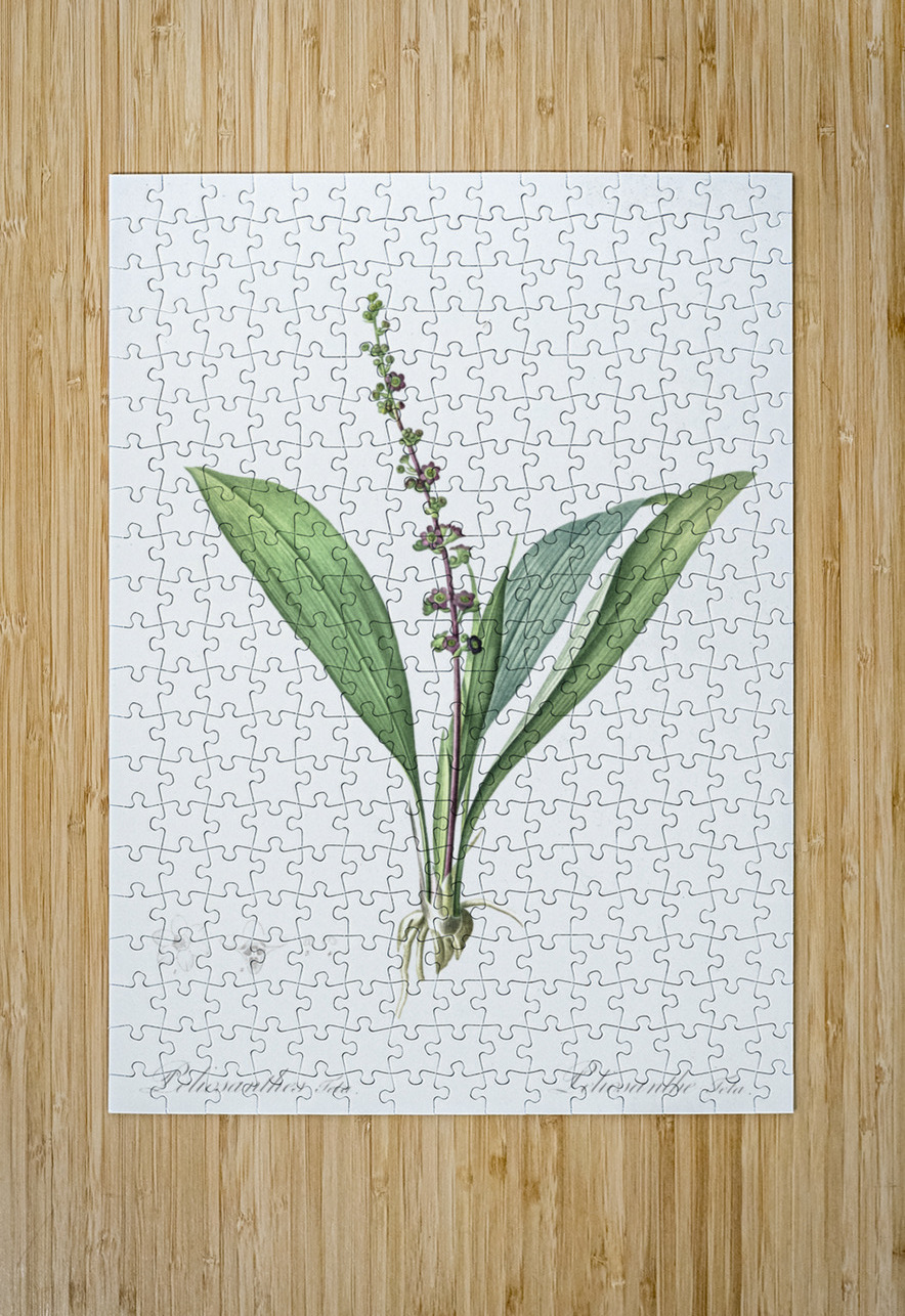 Peliosanthes teta illustration  IStockHistory com Puzzle printing