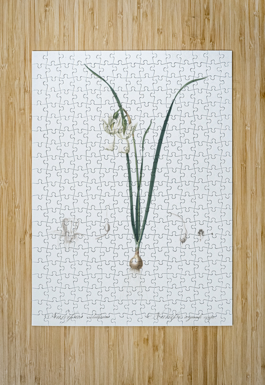 Green-tinge spiderlily illustration  IStockHistory com Puzzle printing