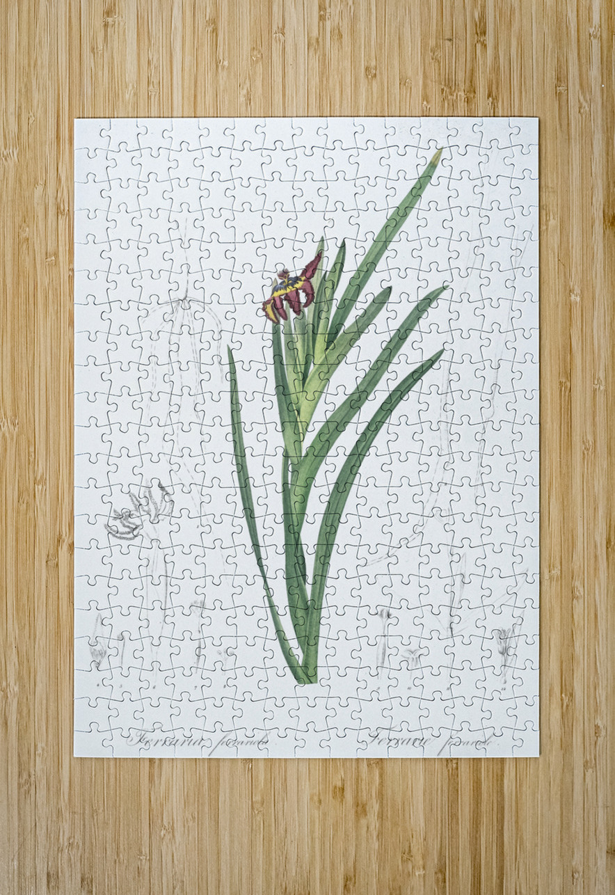 Asparagus fern illustration  IStockHistory com Puzzle printing