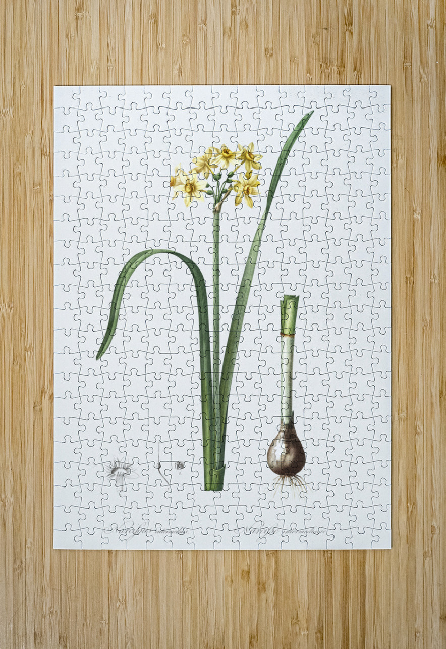 Asparagus fern illustration  IStockHistory com Puzzle printing