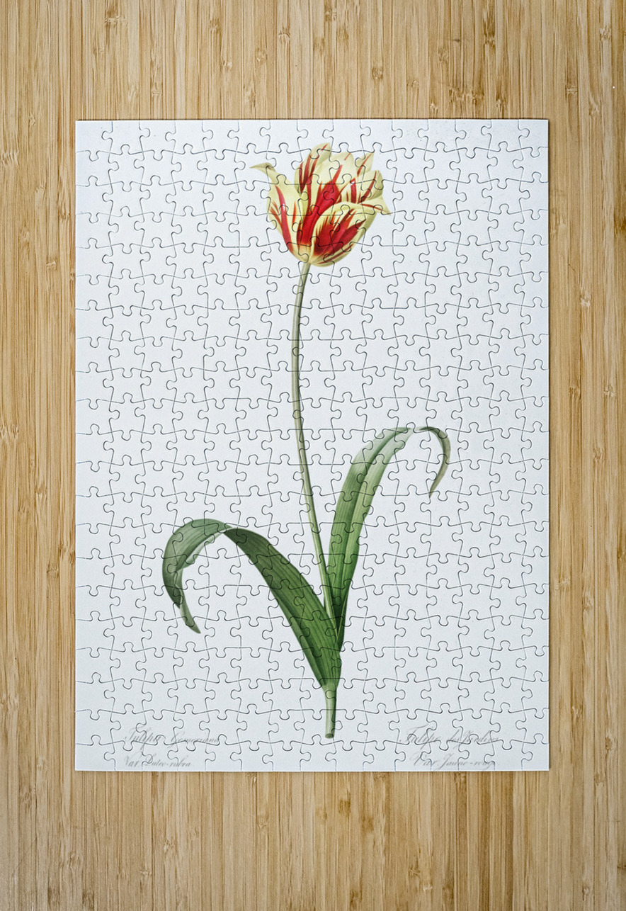 Didier tulip illustration  IStockHistory com Puzzle printing