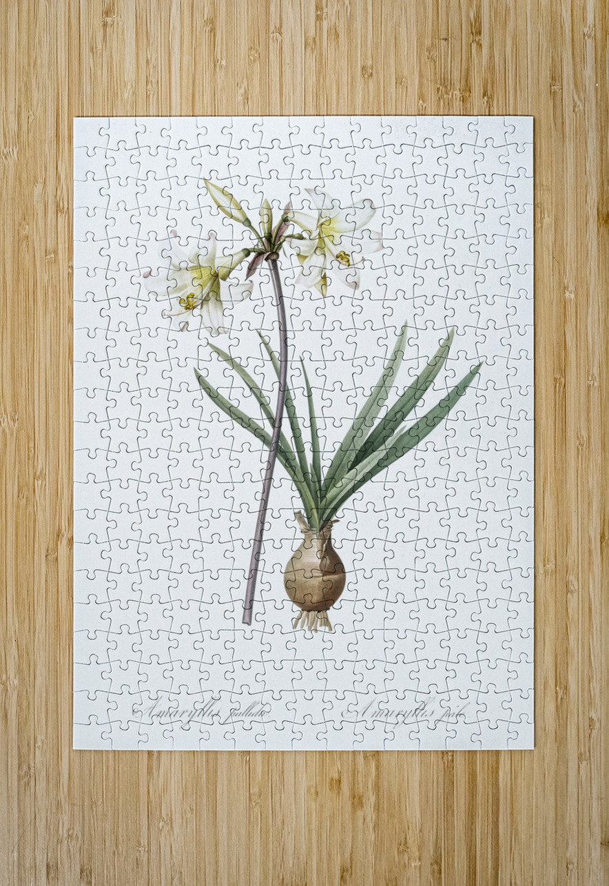 Belladonna lily illustration  IStockHistory com Puzzle printing