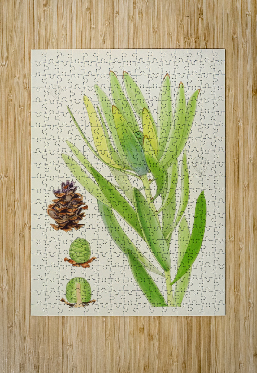 Leucadendron Stokoei IStockHistory com Puzzle printing