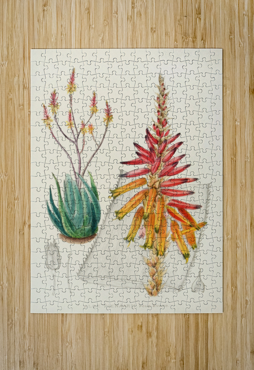 Aloe Pienaarii IStockHistory com Puzzle printing