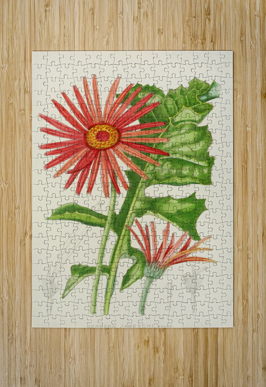 Gerbera Jameson IStockHistory com Puzzle printing