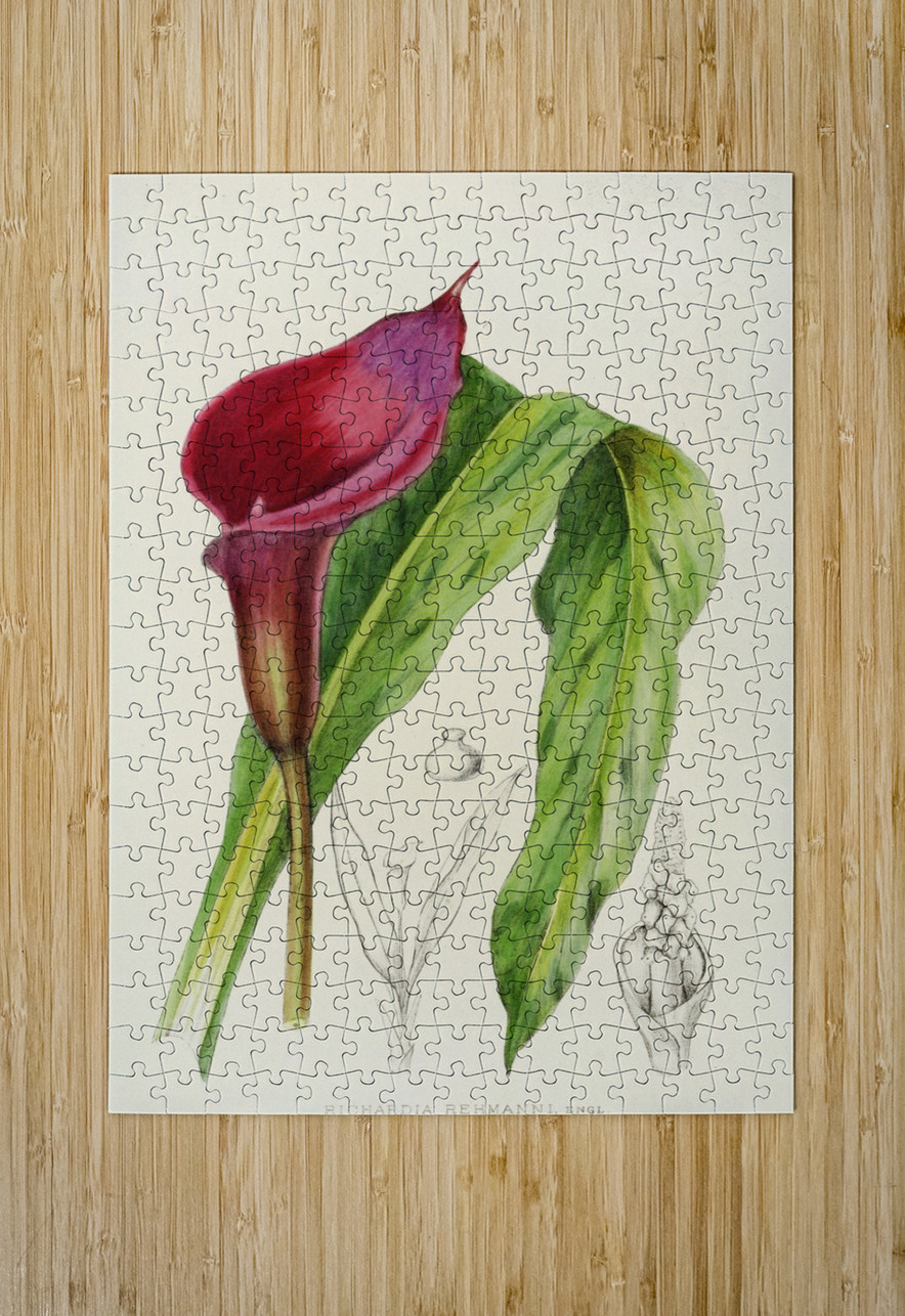 Richardia Rehmanni IStockHistory com Puzzle printing