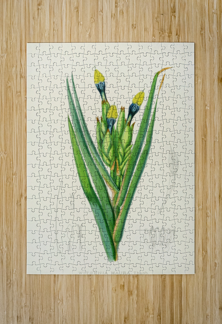 Witsenia Maura IStockHistory com Puzzle printing