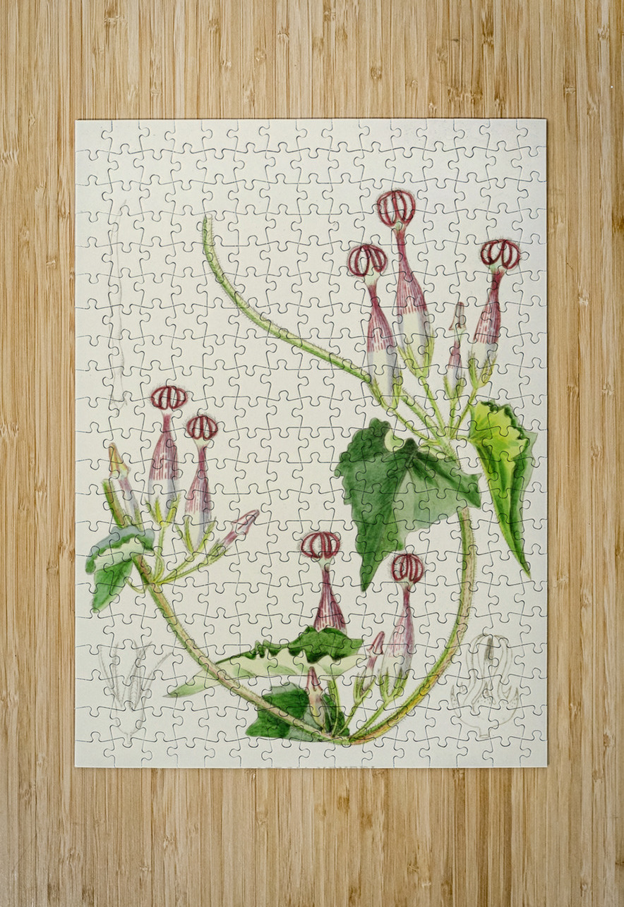 Ceropegia Meyeri IStockHistory com Puzzle printing