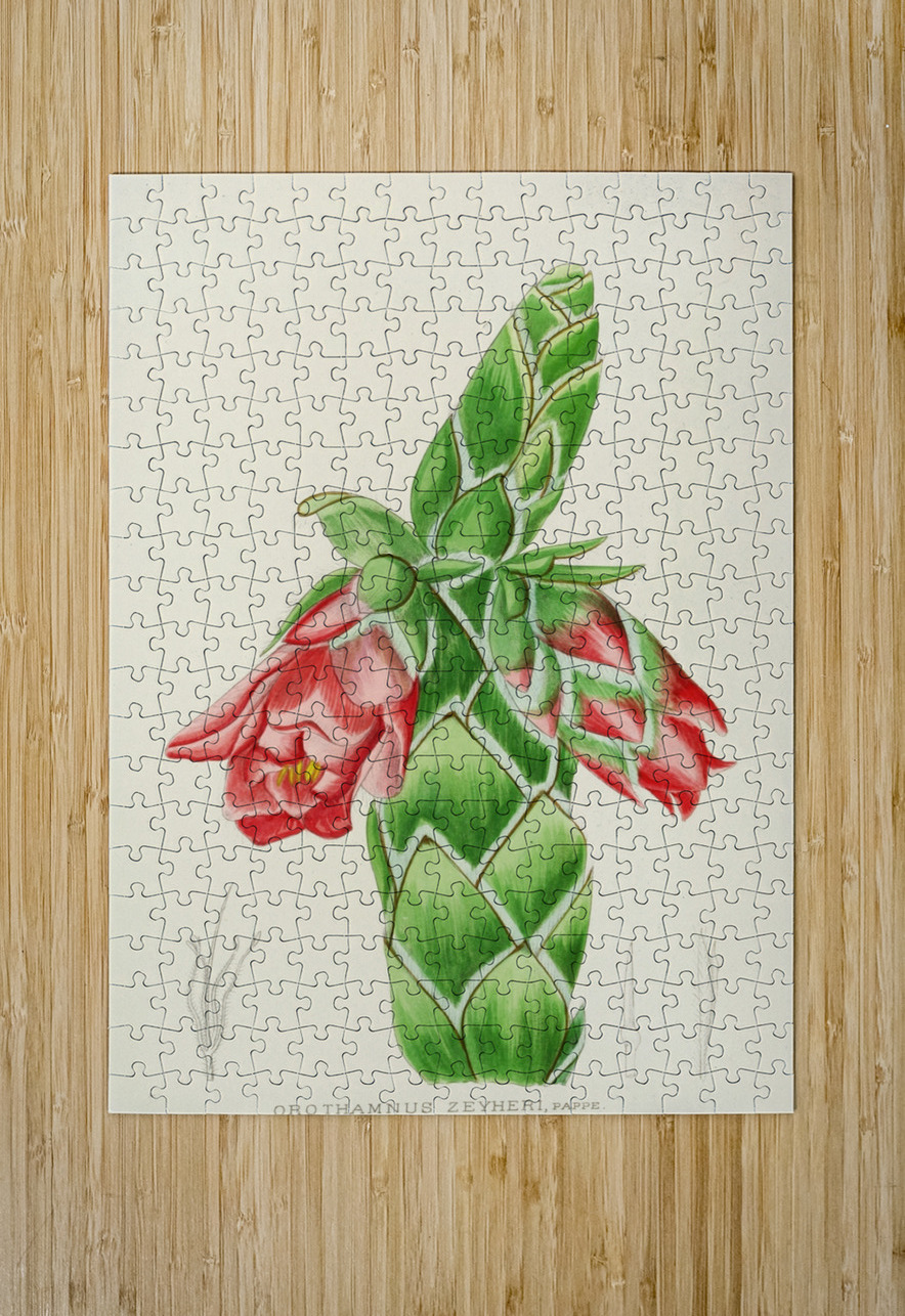 Orothamnus Zeyheri IStockHistory com Puzzle printing