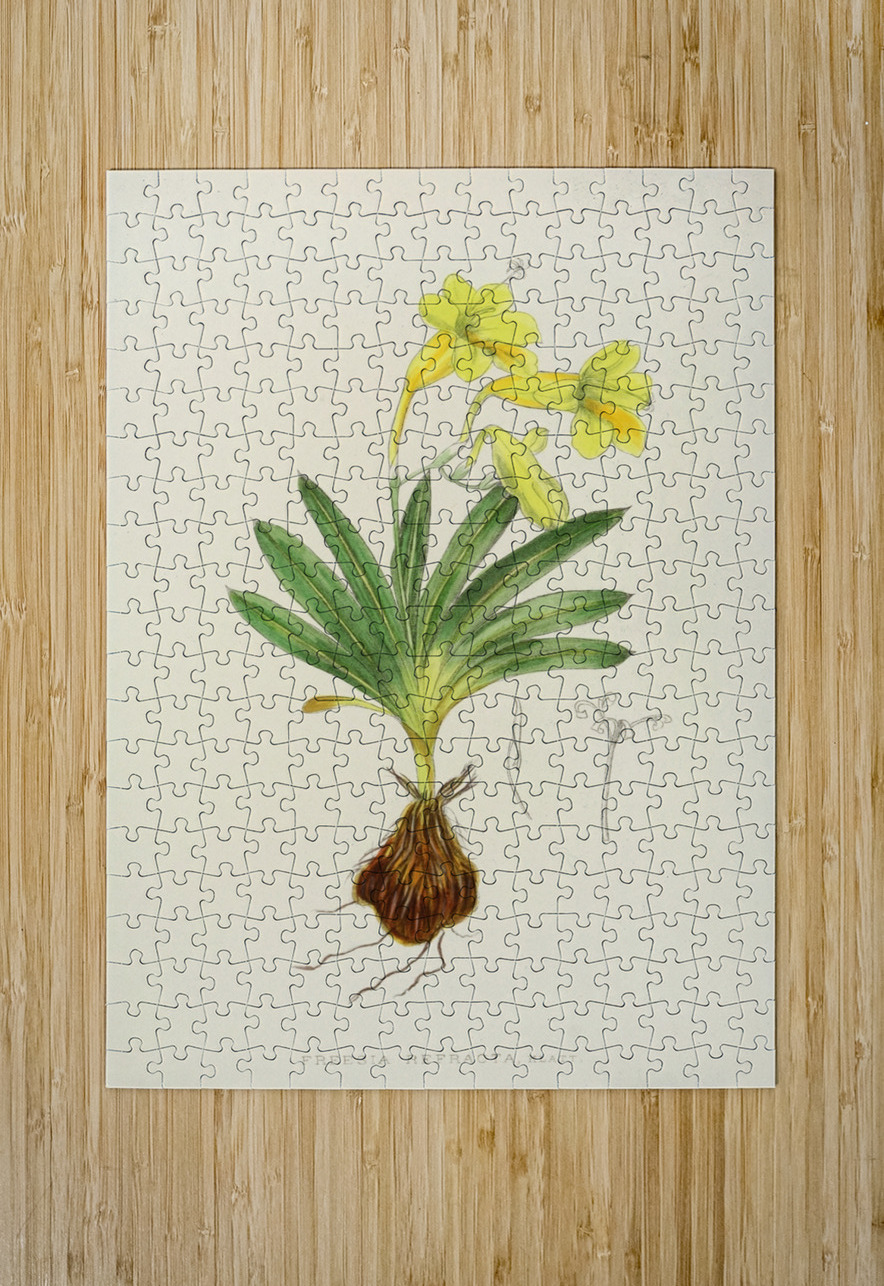 Freesia Refracta IStockHistory com Puzzle printing