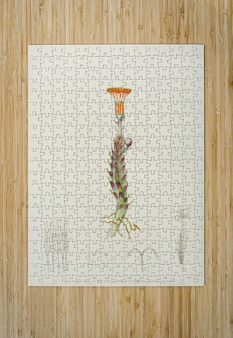 Senecio Stapeliaeformis IStockHistory com Puzzle printing