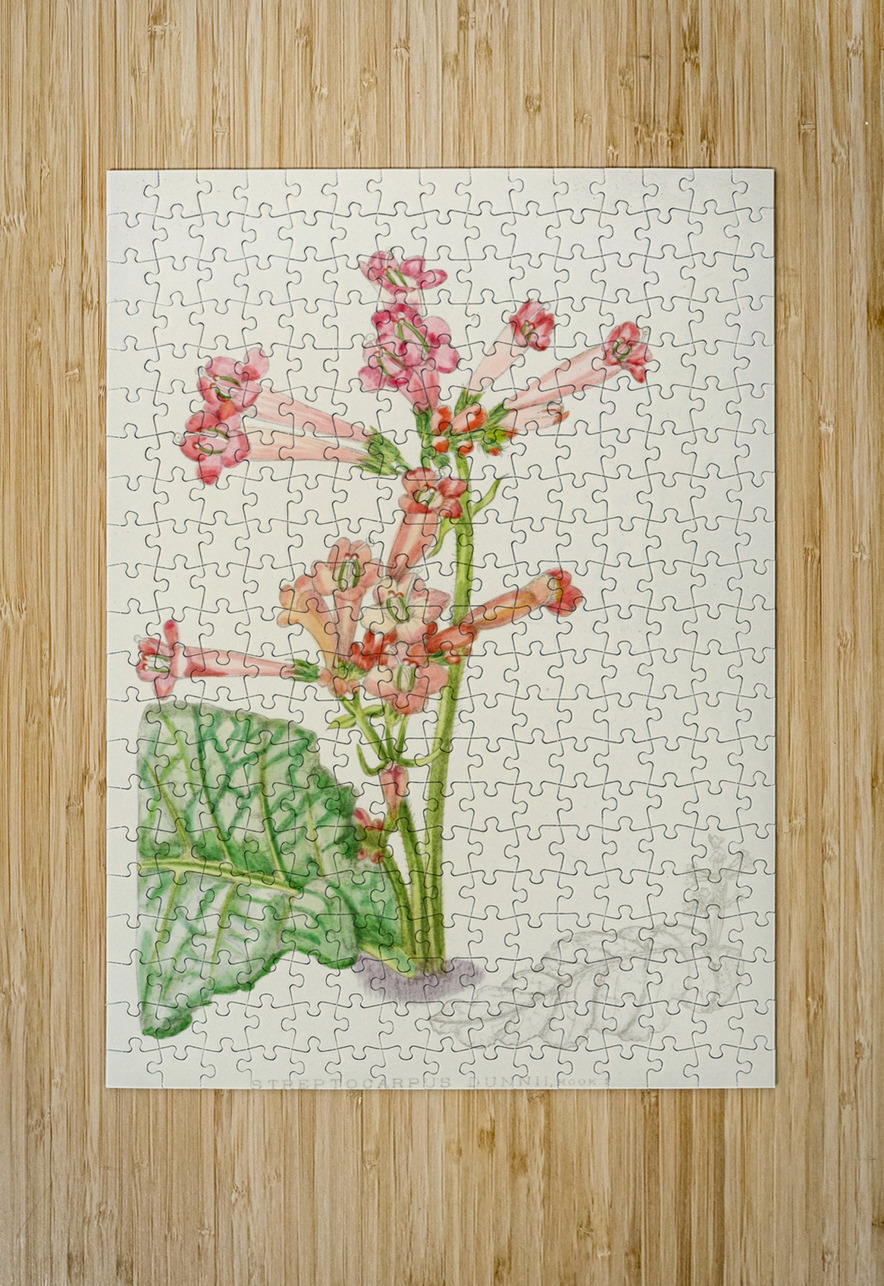 Streptocarpus Dunnii IStockHistory com Puzzle printing