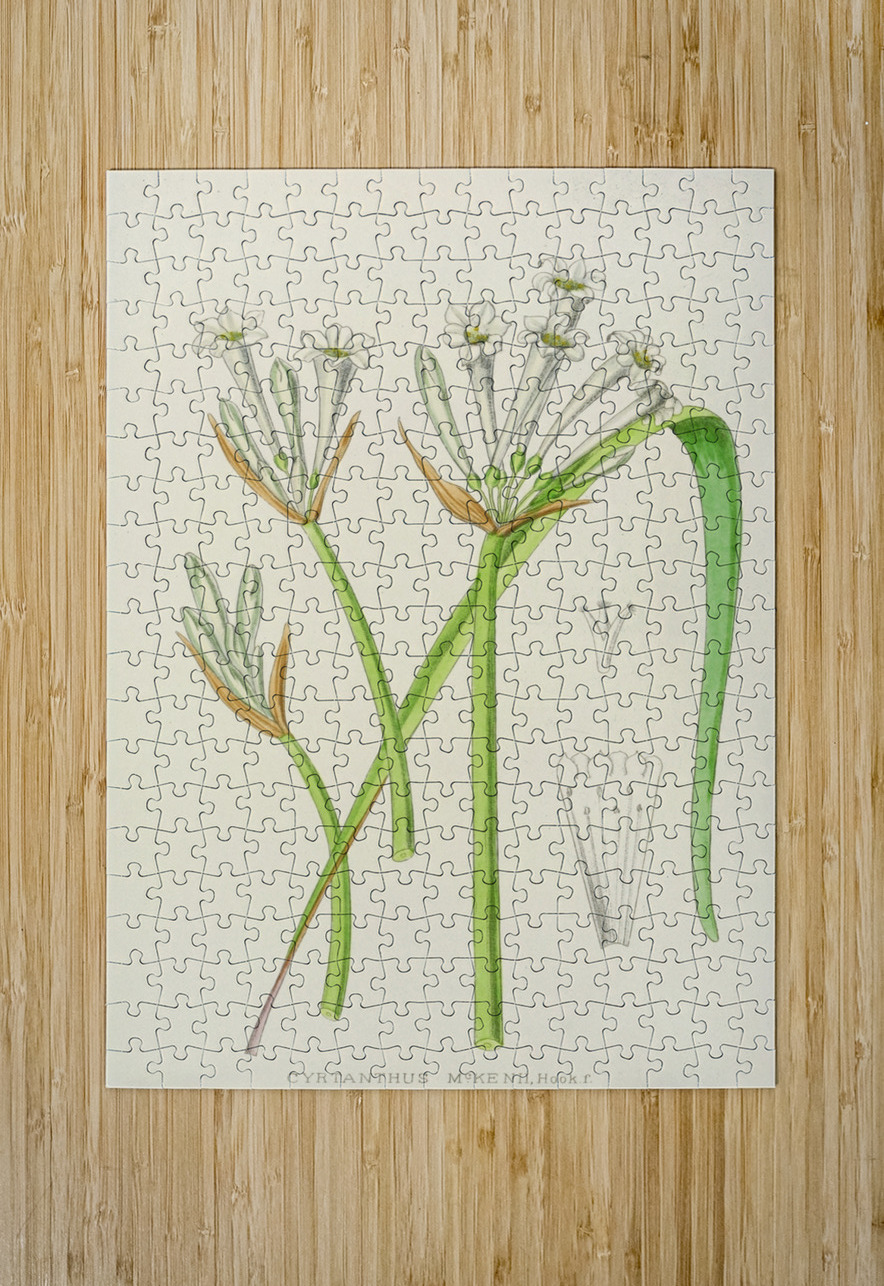 Cyrtanthus Mckenii IStockHistory com Puzzle printing