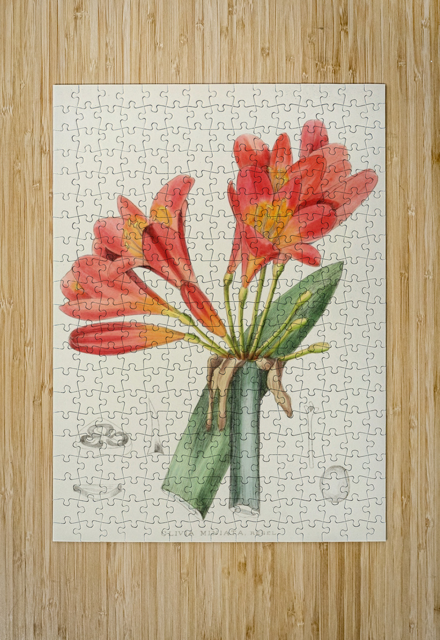 Clivia Miniata IStockHistory com Puzzle printing