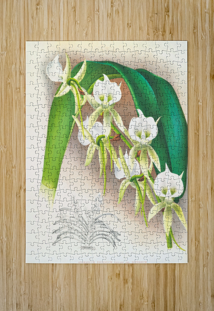 Angraecum eburneum var superbum IStockHistory com Puzzle printing