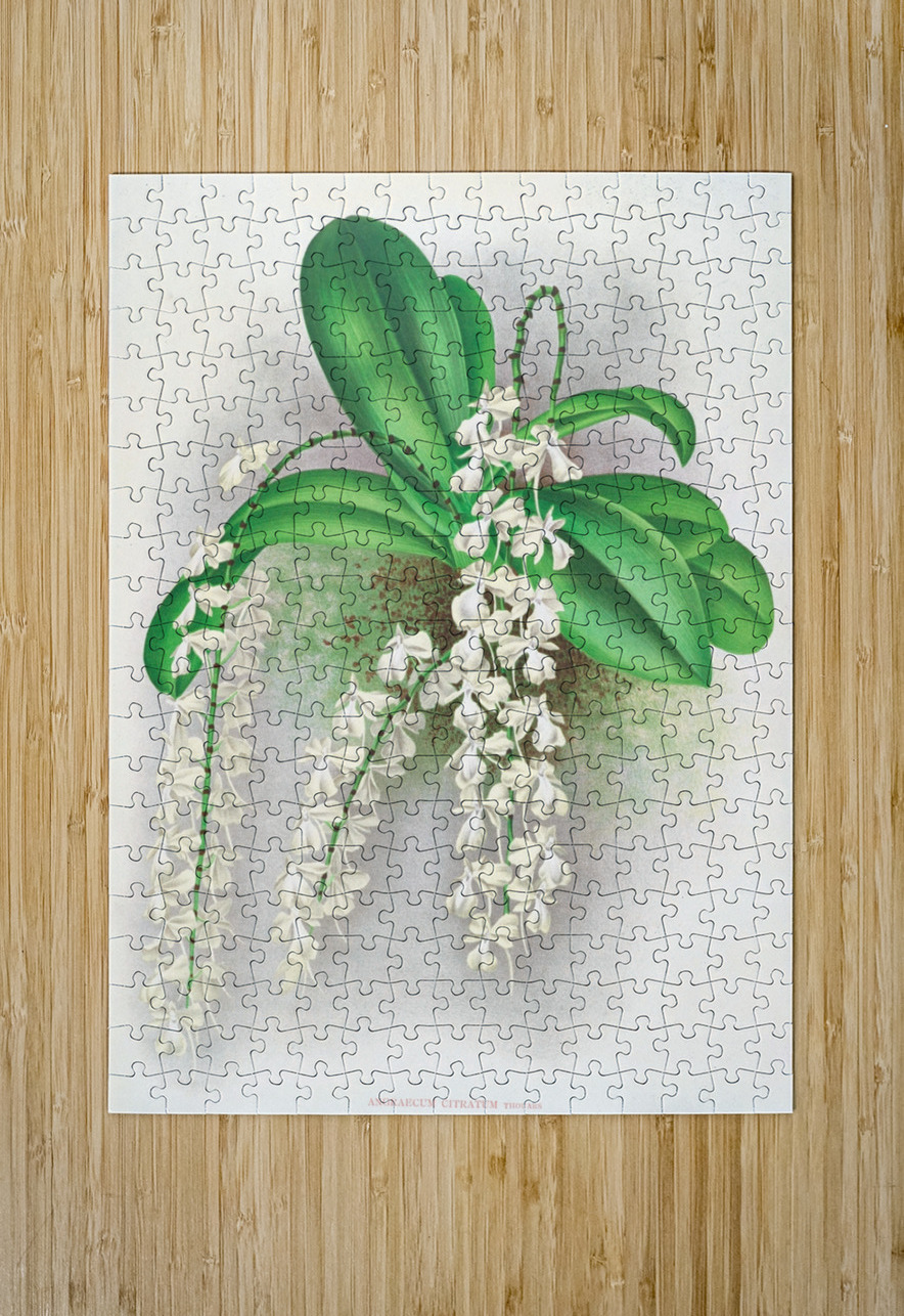 Angraecum citratum IStockHistory com Puzzle printing