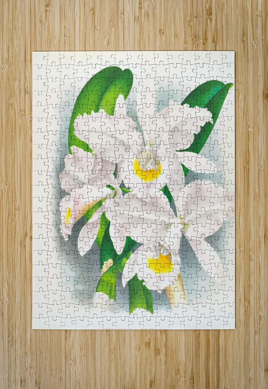 Cattleya Trianae var Pallida  IStockHistory com Puzzle printing