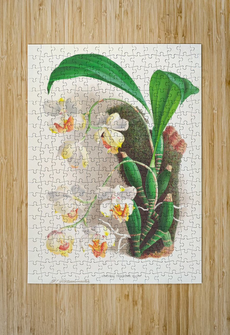 Aganisia tricolor IStockHistory com Puzzle printing