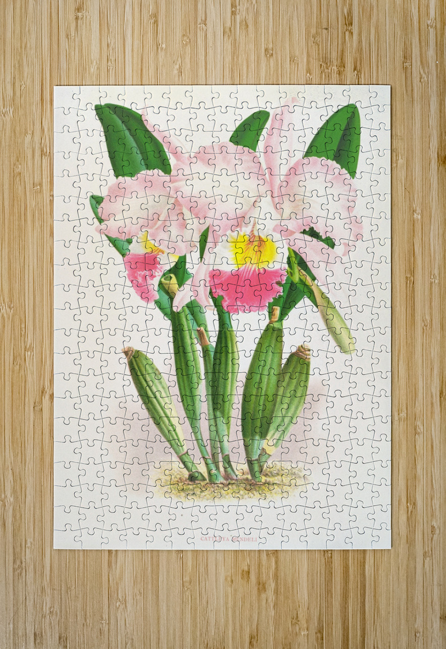 Cattleya Mendeli IStockHistory com Puzzle printing